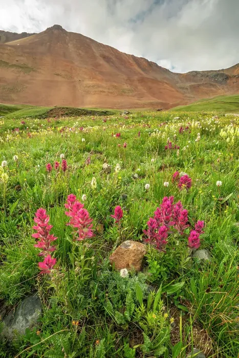 Framed Print : USA, Colorado, San Juan Mountains. Indian paintbrush flowers in Placer Gulch Framed Print : USA, Colorado, San Juan Mountains. Indian paintbrush flowers in Placer Gulch