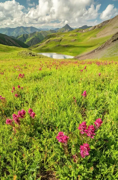 Framed Print : USA, Colorado, San Juan Mountains. Indian paintbrush flowers and lake in Placer Gulch