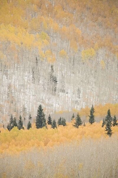 USA, Colorado, San Juan Mountains. Spruce trees mixed with aspen trees in autumn