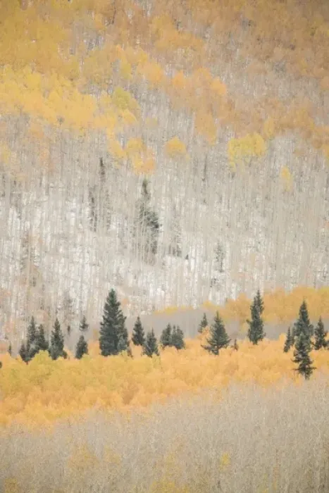 Framed Print : USA, Colorado, San Juan Mountains. Spruce trees mixed with aspen trees in autumn