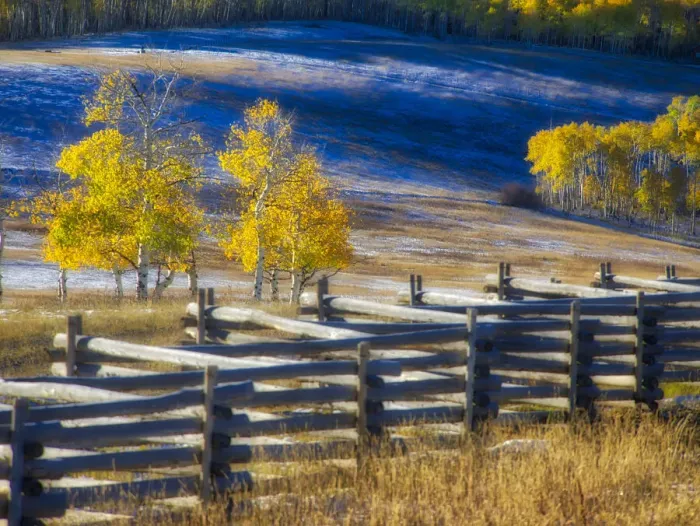 Framed Print : USA, Colorado, San Juan Mts. Fence line and aspens with fresh snow in the fall