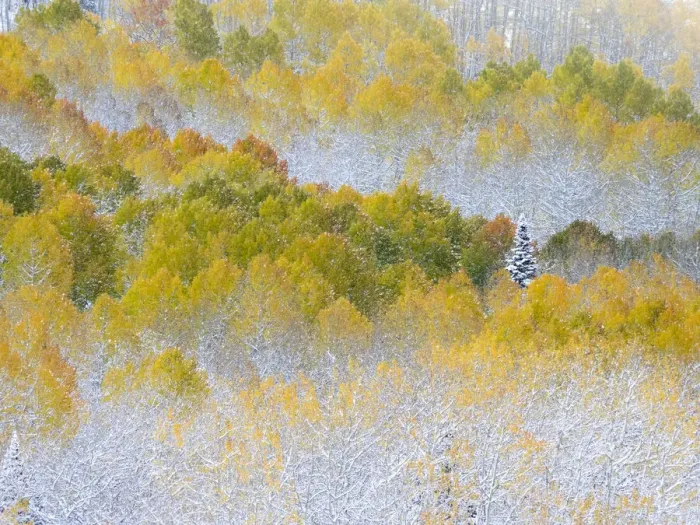 Framed Print : USA, Colorado, San Juan Mts. Fresh snow on aspens in the fall