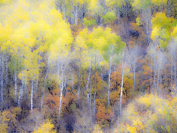 USA, Colorado, San Juan Mts. Yellow and orange fall aspens in Gunnison National forest