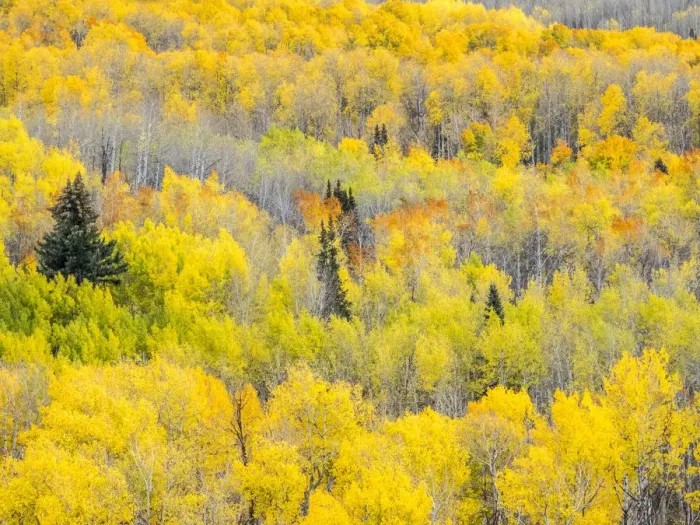 Framed Print : USA, Colorado, San Juan Mts. Yellow and orange fall aspens, Gunnison National Forest Framed Print : USA, Colorado, San Juan Mts. Yellow and orange fall aspens, Gunnison National Forest