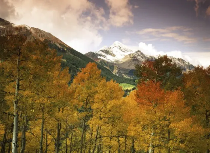 Framed Print : USA, Colorado, San Juan National Forest, Aspen tree (populus tremuloides) with snowcapped Framed Print : USA, Colorado, San Juan National Forest, Aspen tree (populus tremuloides) with snowcapped