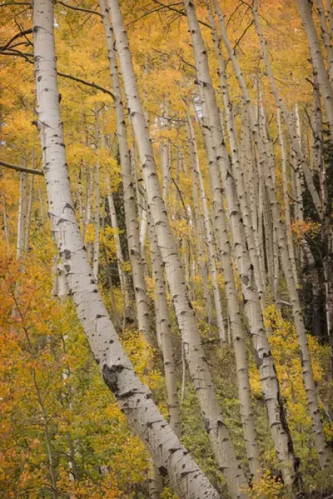 Framed Print : USA, Colorado, San Juan National Forest. Close-up of autumn-colored aspen trees. Credit as Framed Print : USA, Colorado, San Juan National Forest. Close-up of autumn-colored aspen trees. Credit as