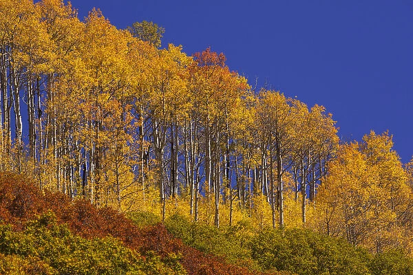 USA, Colorado, San Juan National Forest. Hilltop aspens in autumn