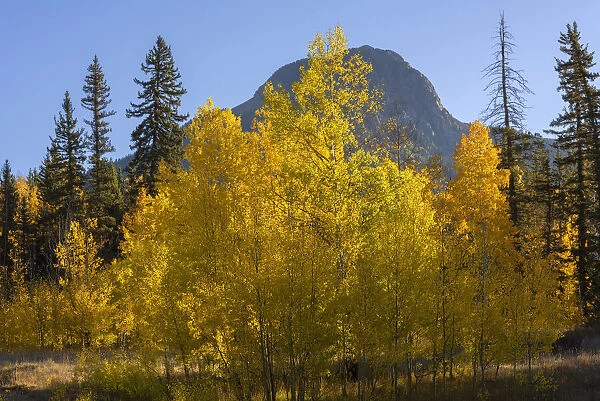 USA, Colorado, San Juan National Forest, Autumn colored aspen (Populus tremuloides