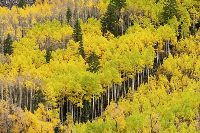Framed Print : USA, Colorado, San Juan National Forest. Autumn-colored aspen forest. ©Don Grall / Jaynes Gallery / DanitaDelimont.com Framed Print : USA, Colorado, San Juan National Forest. Autumn-colored aspen forest. ©Don Grall / Jaynes Gallery / DanitaDelimont.com