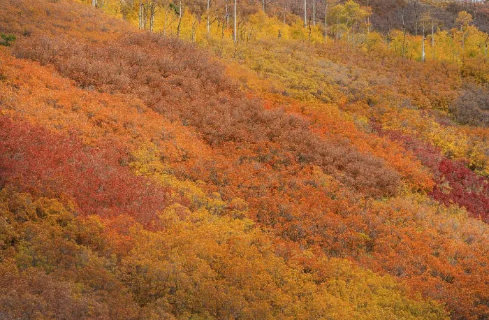 Framed Print : USA, Colorado, San Juan National Forest. Autumn-colored forest. ©Don Grall / Jaynes Gallery / DanitaDelimont.com Framed Print : USA, Colorado, San Juan National Forest. Autumn-colored forest. ©Don Grall / Jaynes Gallery / DanitaDelimont.com