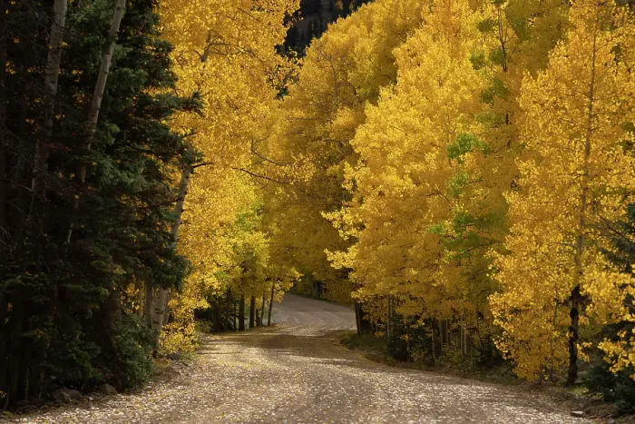 Framed Print : USA, Colorado, San Juan National Forest. Road through forest in autumn. ©Don Grall / Jaynes Gallery / DanitaDelimont.com Framed Print : USA, Colorado, San Juan National Forest. Road through forest in autumn. ©Don Grall / Jaynes Gallery / DanitaDelimont.com