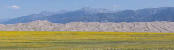 Framed Print : USA, Colorado, San Luis Valley, Great Sand Dunes National Park. Wild sunflowers with Sangre de Cristo mountain range in the distance