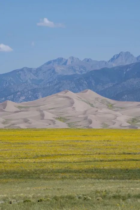 Framed Print : USA, Colorado, San Luis Valley, Great Sand Dunes National Park. Wild sunflowers with the Sangre de Cristo mountain range in the distance Framed Print : USA, Colorado, San Luis Valley, Great Sand Dunes National Park. Wild sunflowers with the Sangre de Cristo mountain range in the distance