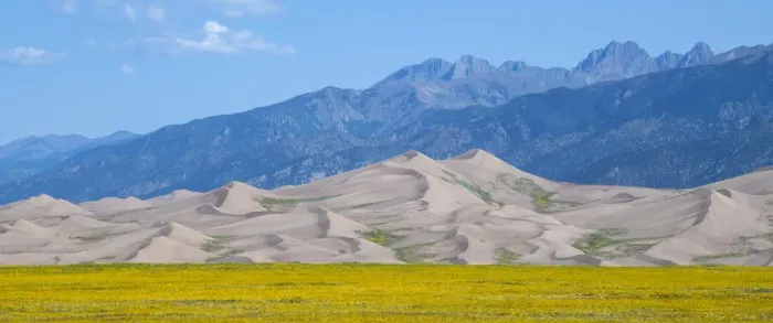 Framed Print : USA, Colorado, San Luis Valley, Great Sand Dunes National Park. Wild sunflowers in front of sand dunes, Sangre de Cristo mountain range in the distance
