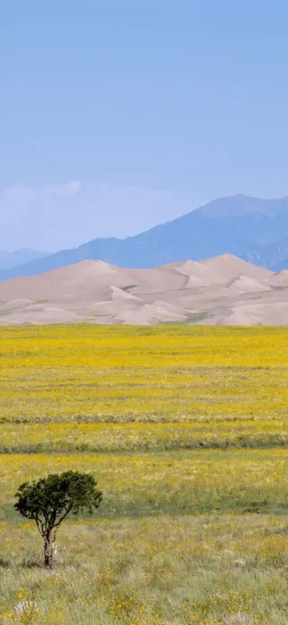 Framed Print : USA, Colorado, San Luis Valley, Great Sand Dunes National Park. Wild sunflowers with sand dunes and Sangre de Cristo mountain range in distance Framed Print : USA, Colorado, San Luis Valley, Great Sand Dunes National Park. Wild sunflowers with sand dunes and Sangre de Cristo mountain range in distance
