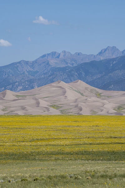 USA, Colorado, San Luis Valley, Great Sand Dunes National Park. Wild sunflowers with the Sangre de Cristo mountain range in the distance