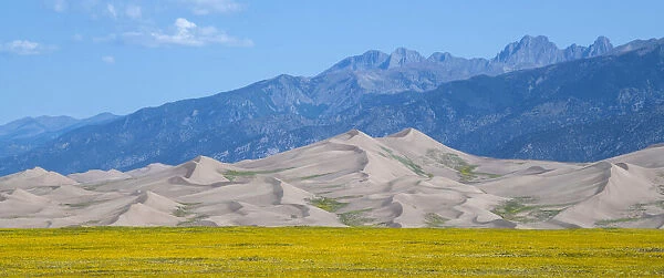 USA, Colorado, San Luis Valley, Great Sand Dunes National Park. Wild sunflowers in front of sand dunes, Sangre de Cristo mountain range in the distance