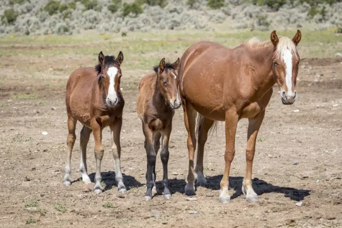 Framed Print : USA, Colorado, San Luis. Wild horse adult and foals Framed Print : USA, Colorado, San Luis. Wild horse adult and foals