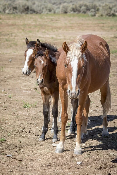 USA, Colorado, San Luis. Wild horse adult and foals