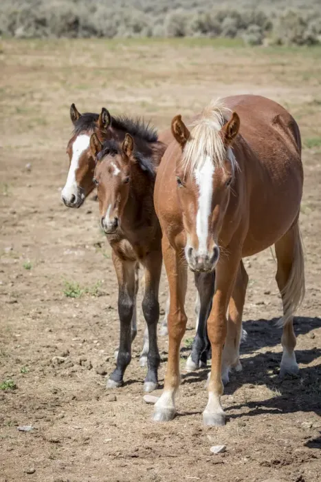 Framed Print : USA, Colorado, San Luis. Wild horse adult and foals Framed Print : USA, Colorado, San Luis. Wild horse adult and foals
