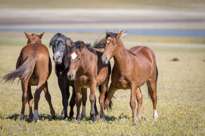 Framed Print : USA, Colorado, San Luis. Wild horse adults. Credit as: Fred Lord  /  Jaynes Gallery  /  DanitaDelimont