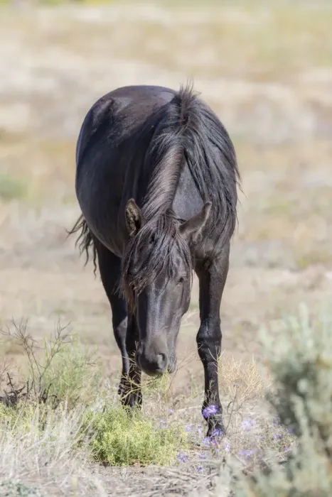 Framed Print : USA, Colorado, San Luis. Wild horse eating. Credit as: Fred Lord  /  Jaynes Gallery  /  DanitaDelimont