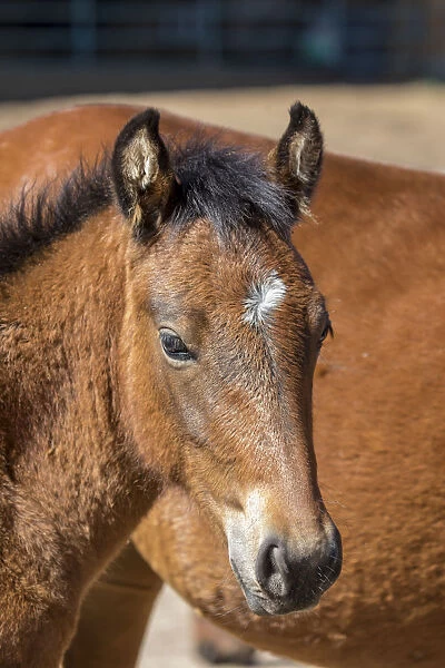 USA, Colorado, San Luis. Wild horse foal close-up