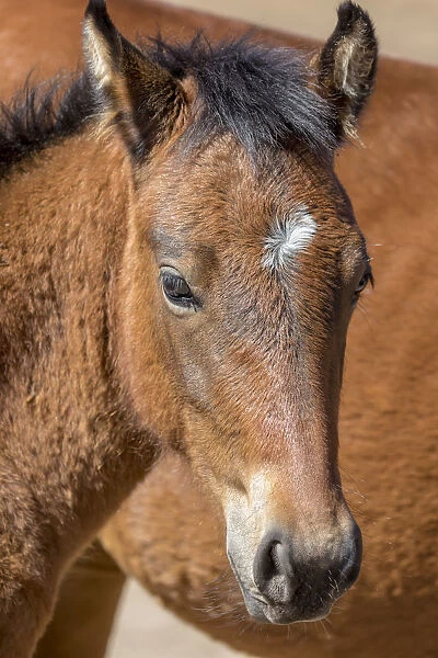 USA, Colorado, San Luis. Wild horse foal close-up