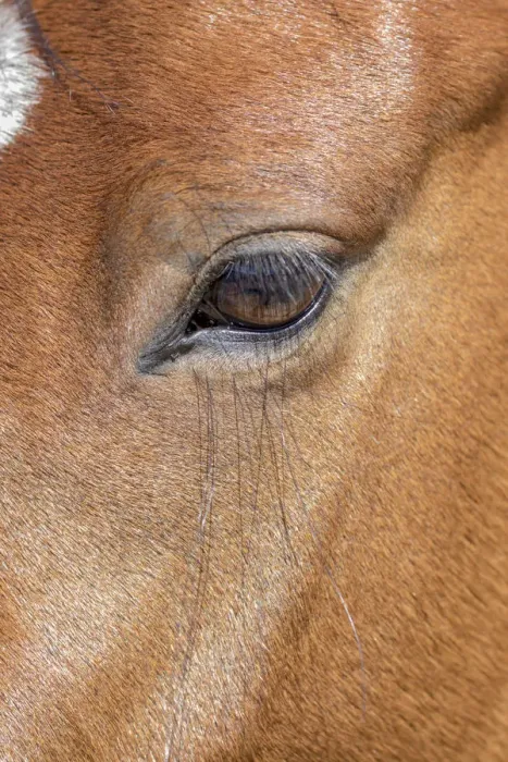 Framed Print : USA, Colorado, San Luis. Wild horse head close-up. USA, Colorado, San Luis. Credit as Framed Print : USA, Colorado, San Luis. Wild horse head close-up. USA, Colorado, San Luis. Credit as