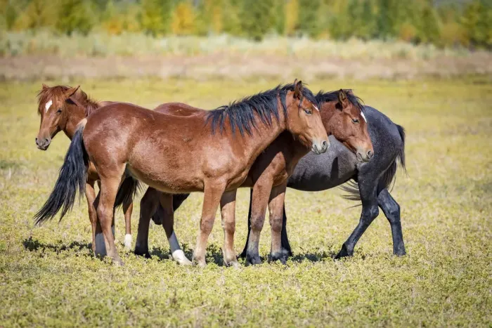 Framed Print : USA, Colorado, San Luis. Wild horse herd. Credit as: Fred Lord / Jaynes Gallery / DanitaDelimont Framed Print : USA, Colorado, San Luis. Wild horse herd. Credit as: Fred Lord / Jaynes Gallery / DanitaDelimont