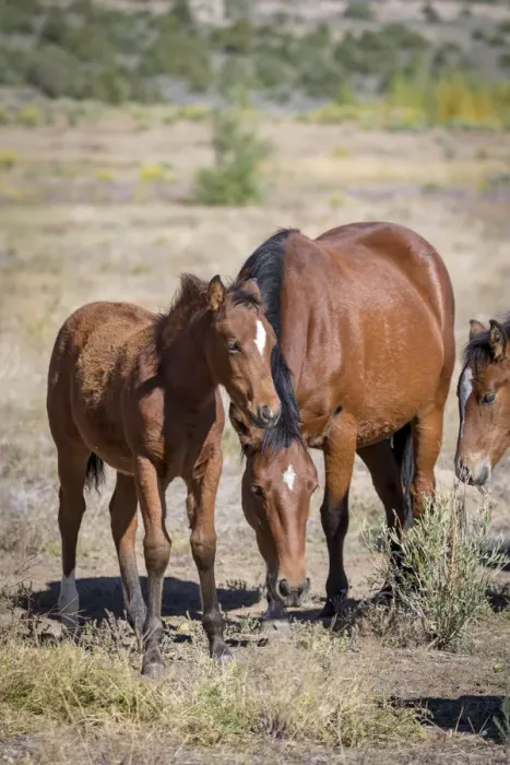 Framed Print : USA, Colorado, San Luis. Wild horse mare and foal