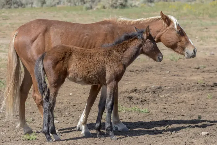 Framed Print : USA, Colorado, San Luis. Wild horse mare and foal Framed Print : USA, Colorado, San Luis. Wild horse mare and foal