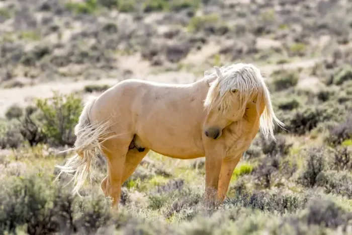 Framed Print : USA, Colorado, Sand Wash Basin. Close-up of wild horse