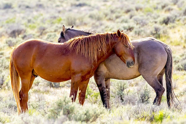 USA, Colorado, Sand Wash Basin. Close-up of wild horses