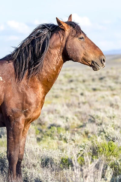 USA, Colorado, Sand Wash Basin. Profile of wild stallion