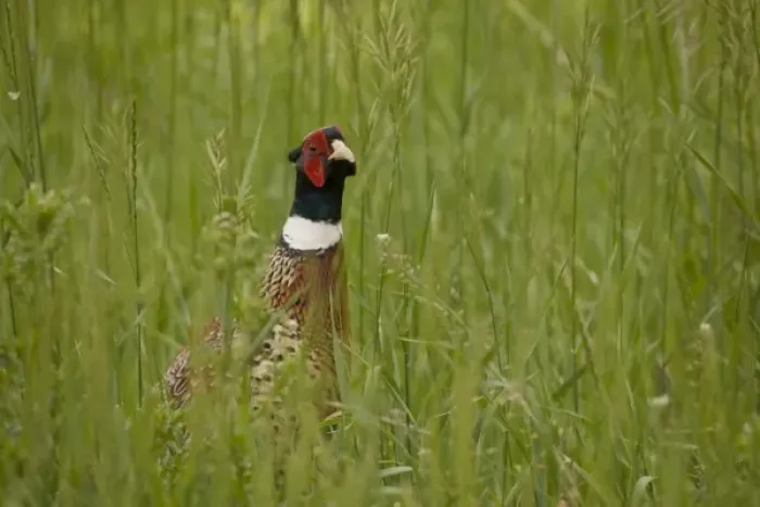 Framed Print : USA, Colorado, Sangre de Cristo Mountains. Ring-necked pheasant in deep grass