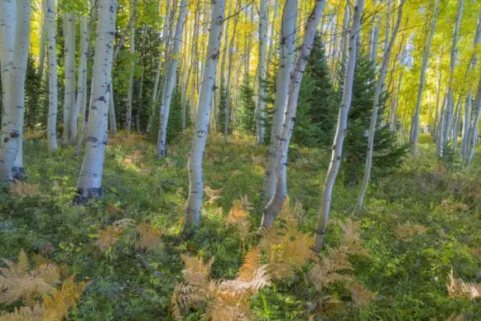 Framed Print : USA, Colorado. Scenic of aspen forest. Credit as: Don Paulson / Jaynes Gallery / DanitaDelimont Framed Print : USA, Colorado. Scenic of aspen forest. Credit as: Don Paulson / Jaynes Gallery / DanitaDelimont