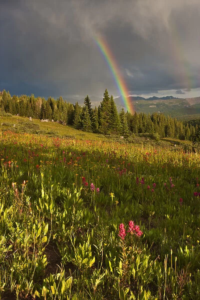 USA, Colorado, Shrine Pass. A sunset rainbow over a wildflower-filled meadow. Credit as