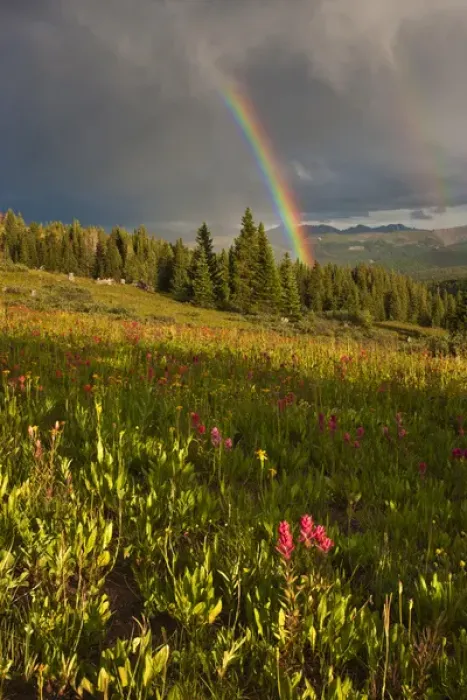 Framed Print : USA, Colorado, Shrine Pass. A sunset rainbow over a wildflower-filled meadow. Credit as Framed Print : USA, Colorado, Shrine Pass. A sunset rainbow over a wildflower-filled meadow. Credit as