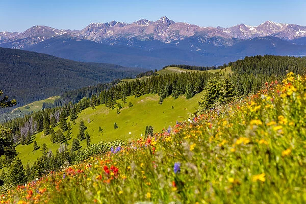 USA, Colorado, Shrine Pass, Vail. Wildflowers on mountain landscape