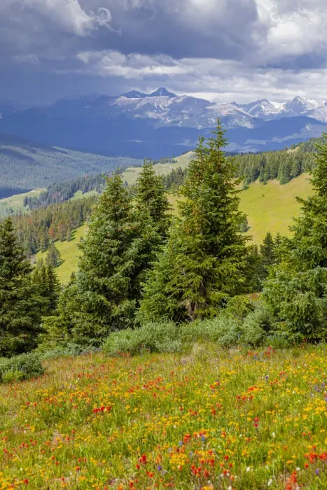 Framed Print : USA, Colorado, Shrine Pass, Vail. Flowery landscape in summer Framed Print : USA, Colorado, Shrine Pass, Vail. Flowery landscape in summer