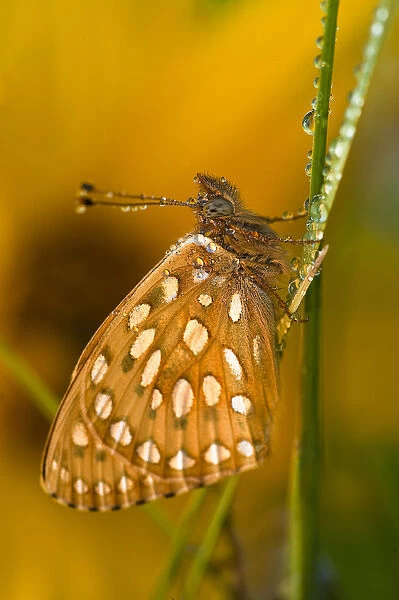USA, Colorado. Skipper butterfly on dewy grasses