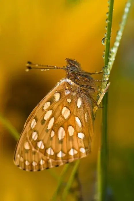 Framed Print : USA, Colorado. Skipper butterfly on dewy grasses Framed Print : USA, Colorado. Skipper butterfly on dewy grasses