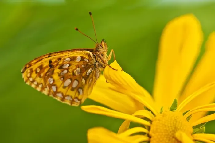 Framed Print : USA, Colorado. Skipper butterfly on sunflower Framed Print : USA, Colorado. Skipper butterfly on sunflower