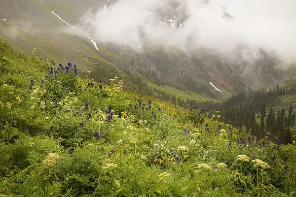 USA, Colorado, Sneffels Range. Mountainside flowers overlooking Yankee Boy Basin. Credit as
