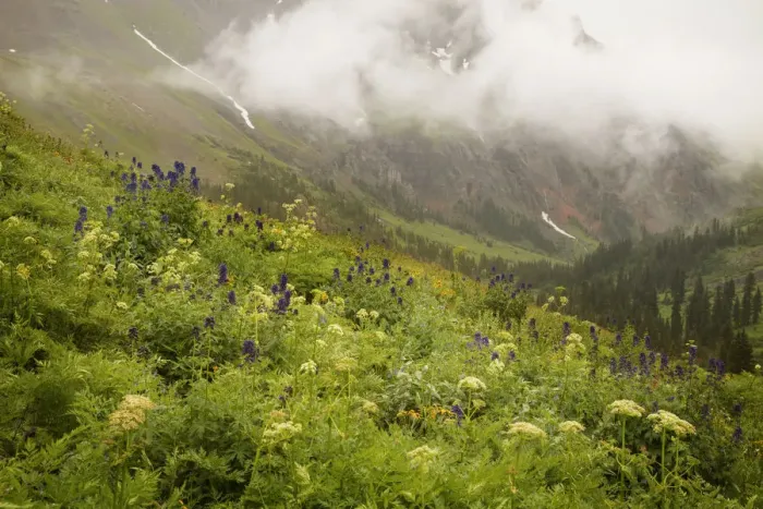 Framed Print : USA, Colorado, Sneffels Range. Mountainside flowers overlooking Yankee Boy Basin. Credit as Framed Print : USA, Colorado, Sneffels Range. Mountainside flowers overlooking Yankee Boy Basin. Credit as