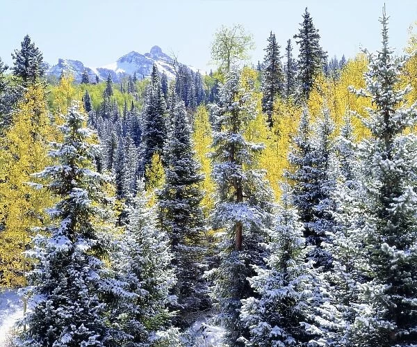 USA, Colorado. Snow-covered trees in the Rocky Mountains