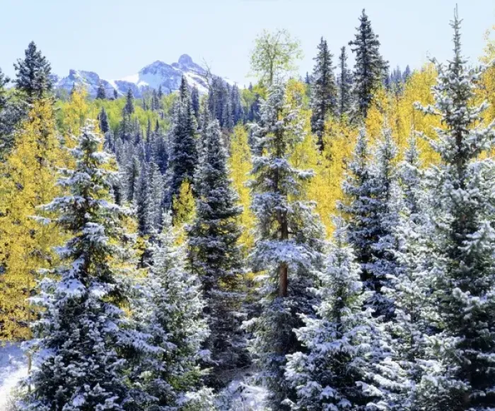 Framed Print : USA, Colorado. Snow-covered trees in the Rocky Mountains Framed Print : USA, Colorado. Snow-covered trees in the Rocky Mountains