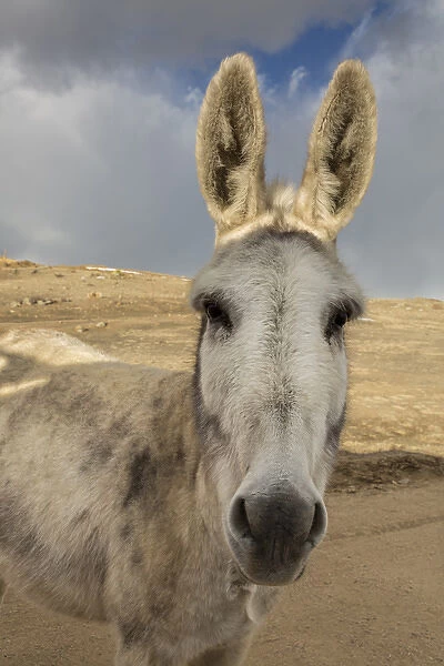 USA, Colorado, South Park. Close-up of wild burro