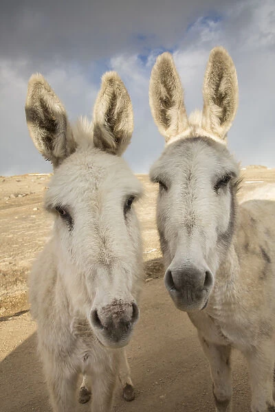 USA, Colorado, South Park. Close-up of wild burros